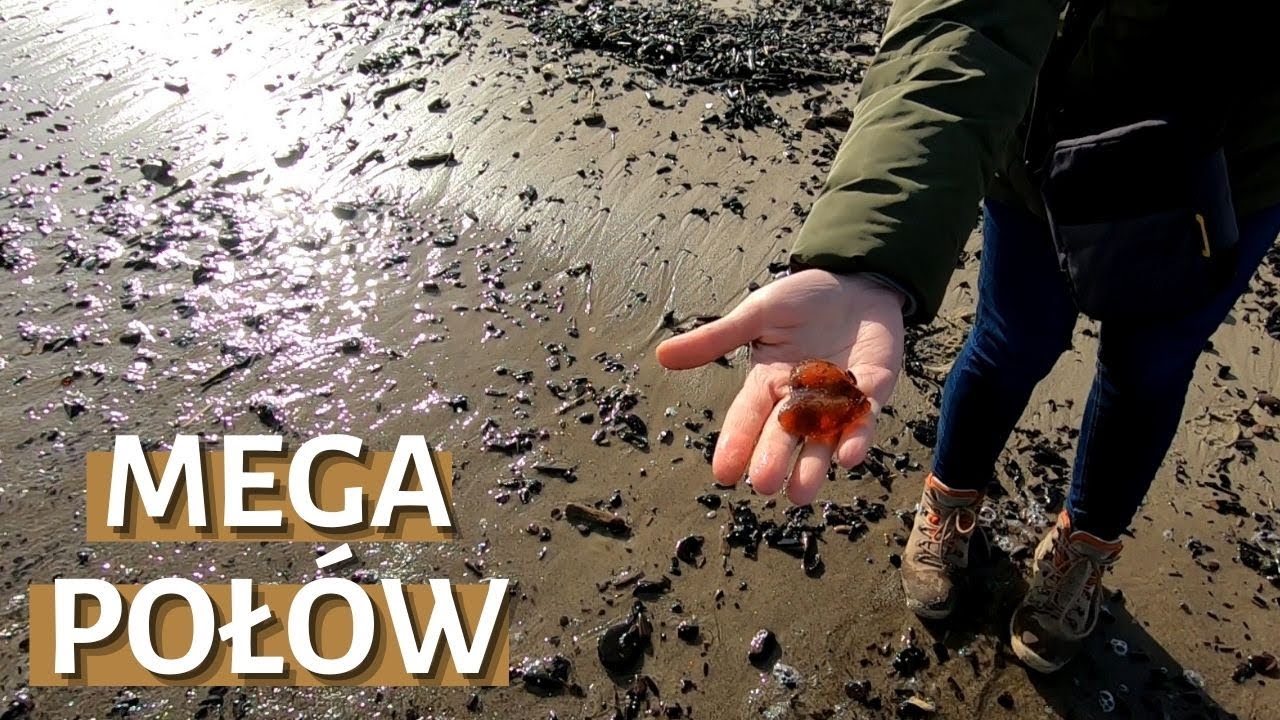 Mega połów bursztynu - poszukiwania bursztynu na plaży - poławianie bursztynu - poławiacze bursztynu
