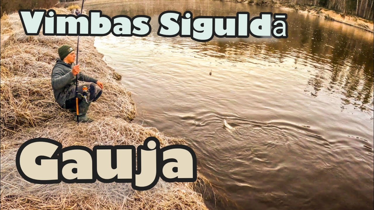 Vimbas Siguldā? Gauja.