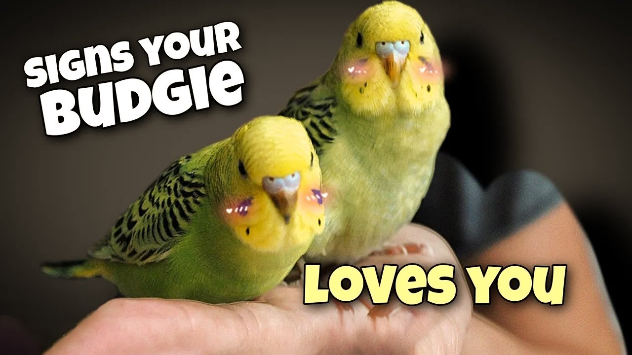 Budgie Growth Stages | Day 34 of Babies Time lapse🐦