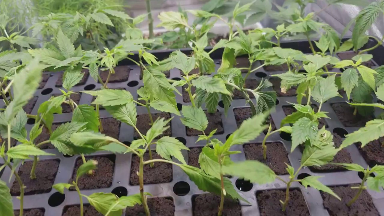 DIY INDOOR MARIJUANA GROW 🌱🌱DUTCH PASSION GENETICS 🌱🌱
