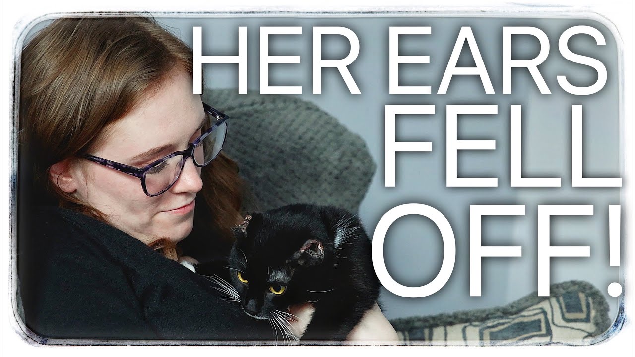 The Danger Of Frostbite Is Real! Rescued Cat's Ears Fell Off
