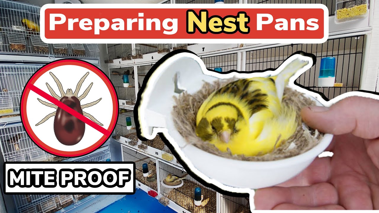 How to Prepare Canary Nest Pans | Mite Proof & Using Carbolic Soap