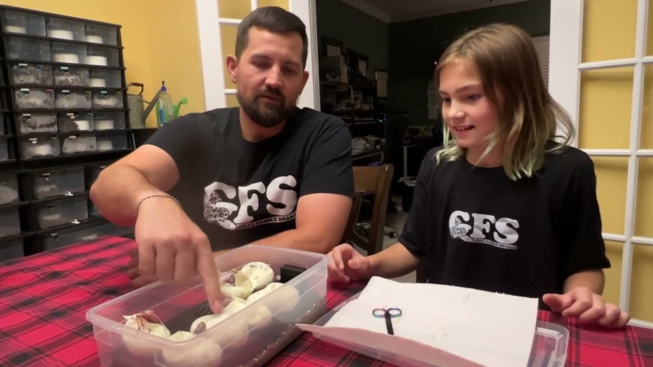 11 Year Old Cuts Ball Python Eggs | Will we hit the VPI Axanthic Pied?