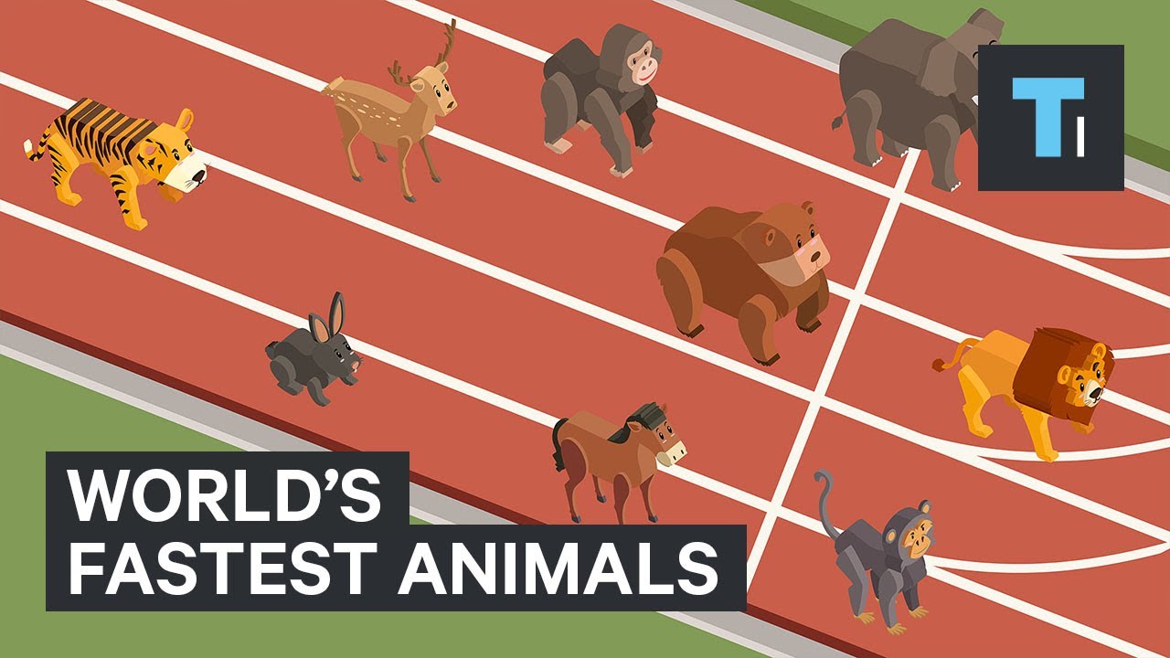 These are the world's fastest animals