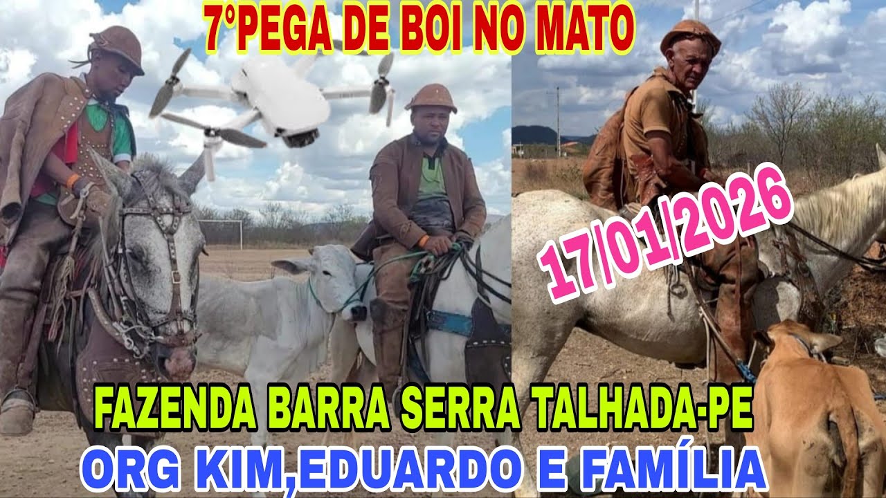 [DRONE]7°PEGA DE BOI NO MATO FAZENDA BARRA SERRA TALHADA-PE ORG KIM E EDUARDO. 17/01/2026.