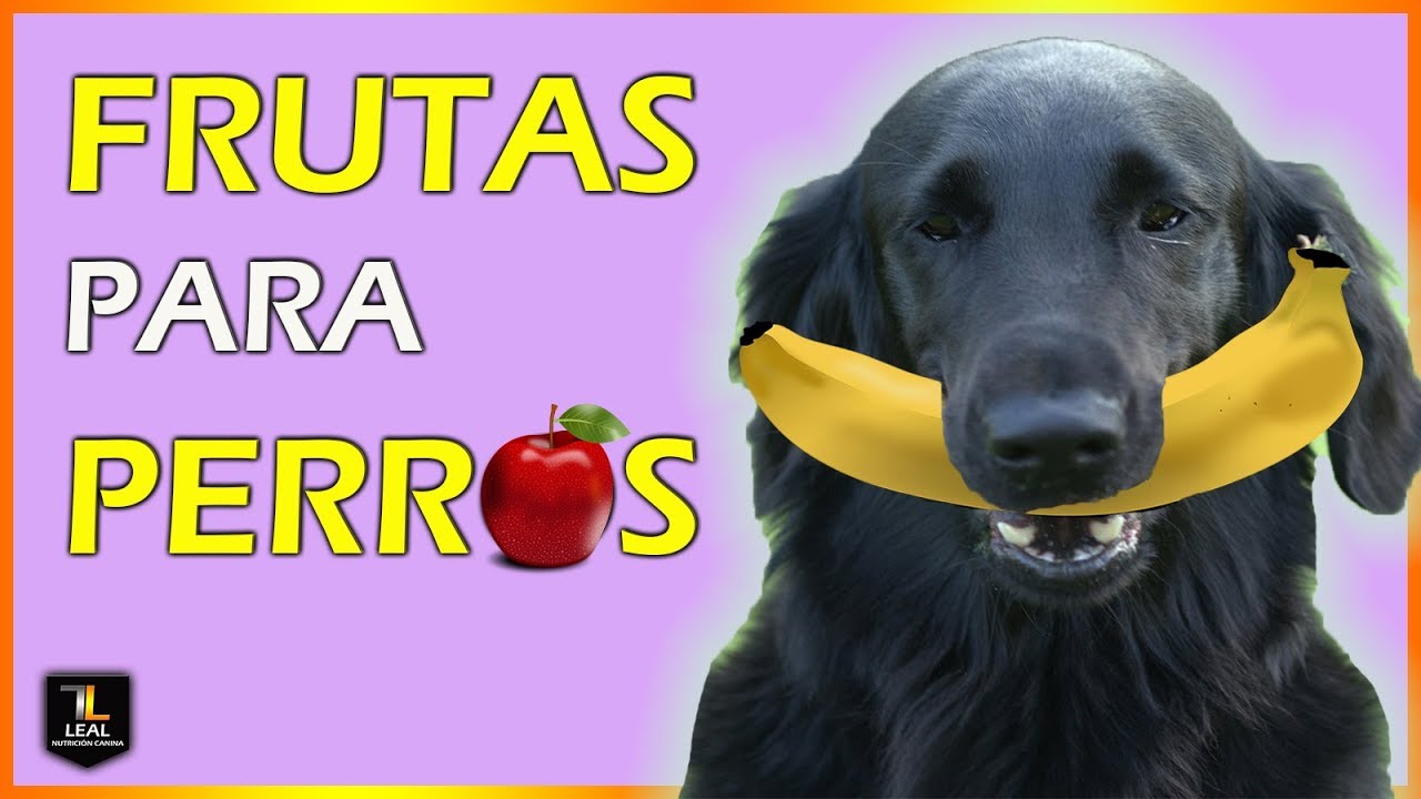 🍎 FRUTAS para PERROS | LAS MEJORES 🍉