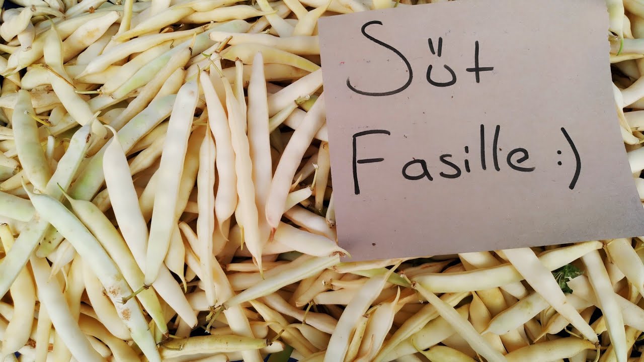 Süt Fasulyelerde Hasat Zamanı ve Kırmızı Örümcek