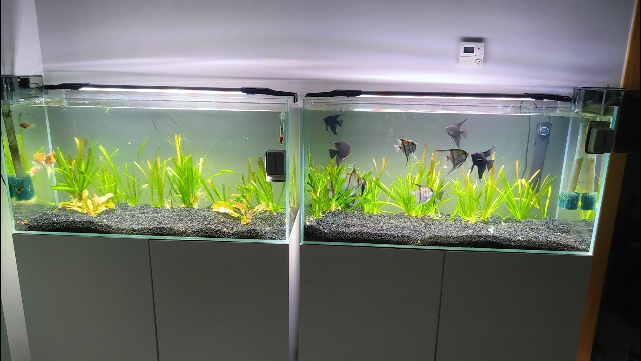 ¿ Se pueden meter PECES DE AGUA FRIA junto a PECES DE AGUA CALIENTE ?.