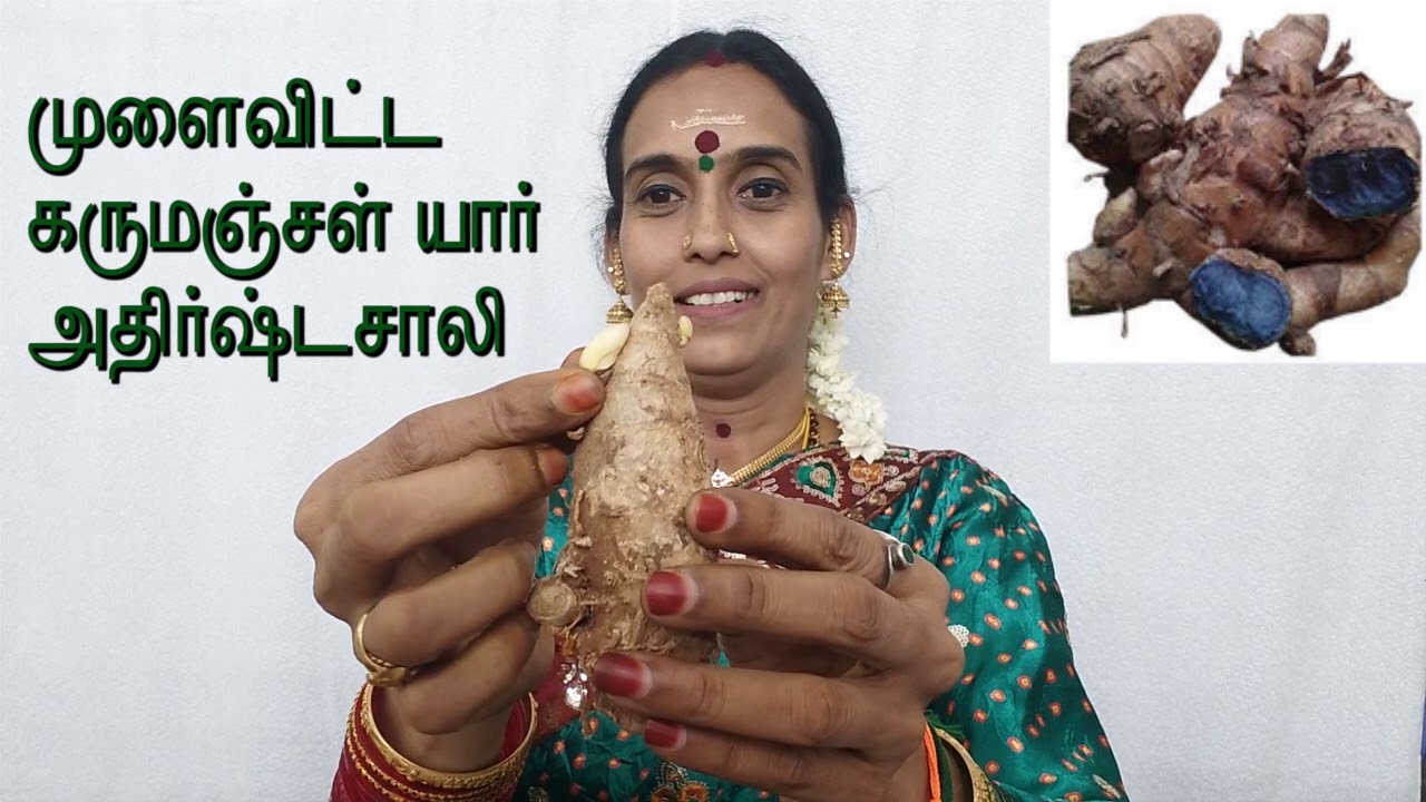 முளைவிட்ட கருமஞ்சள்  நீங்கள் அதிர்ஷ்டசாலி?  You are lucky?  How?