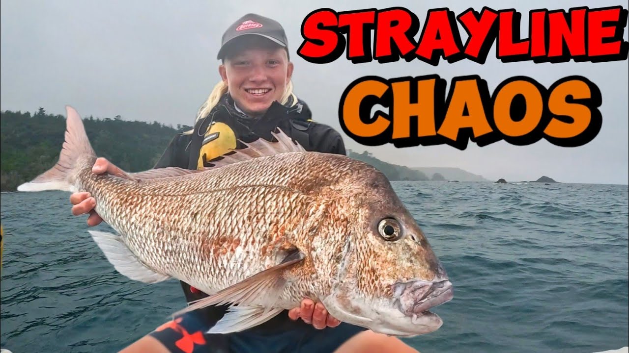 Far North Strayline Chaos – Huge Snapper Caught!!