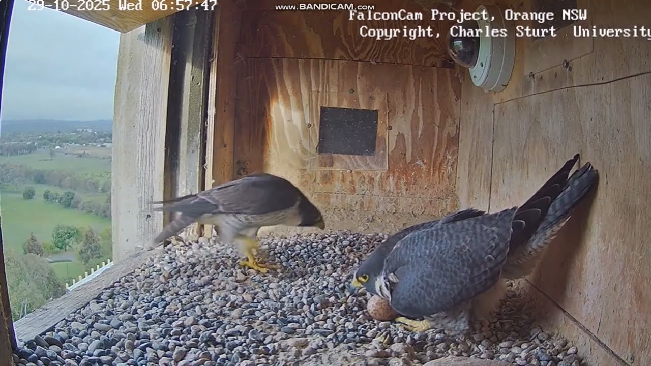 FalconCam Project CSU Orange -Diamond & Gimbir, kr&oacute;tka zmiana 2025 10 29