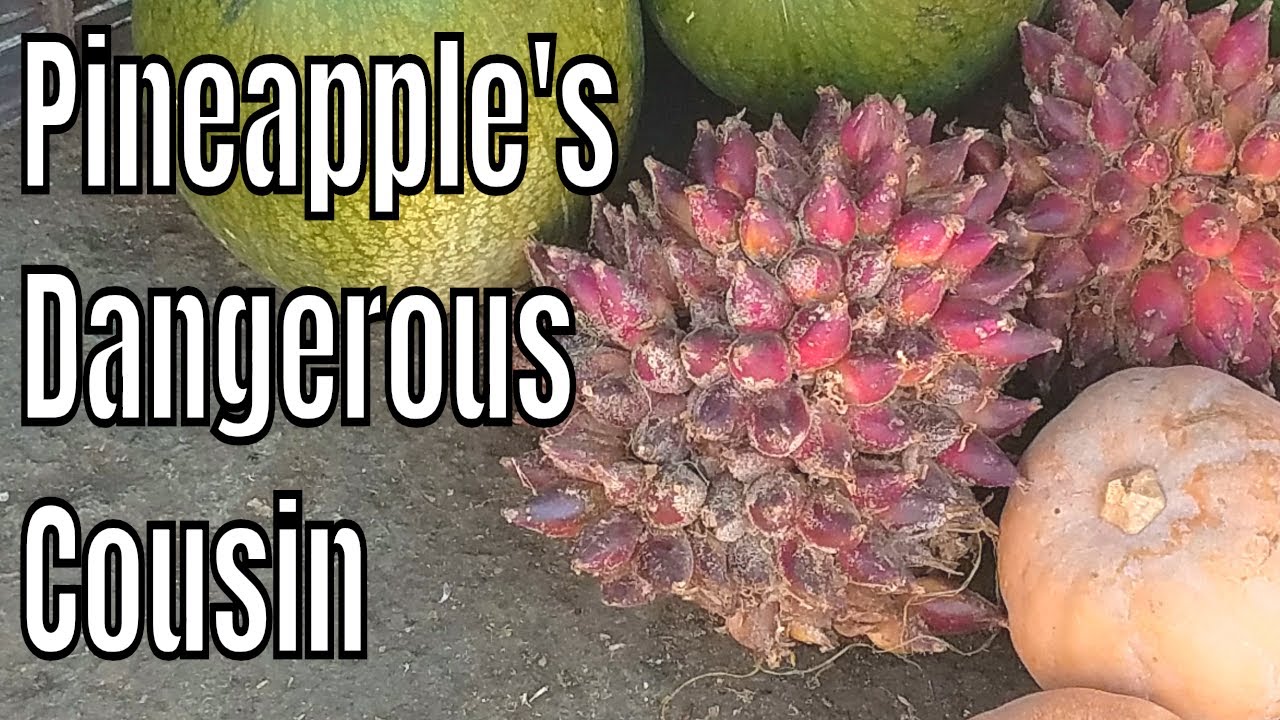Pinguin fruit review (Bromelia Karatas)- Weird Fruit Explorer ep. 291