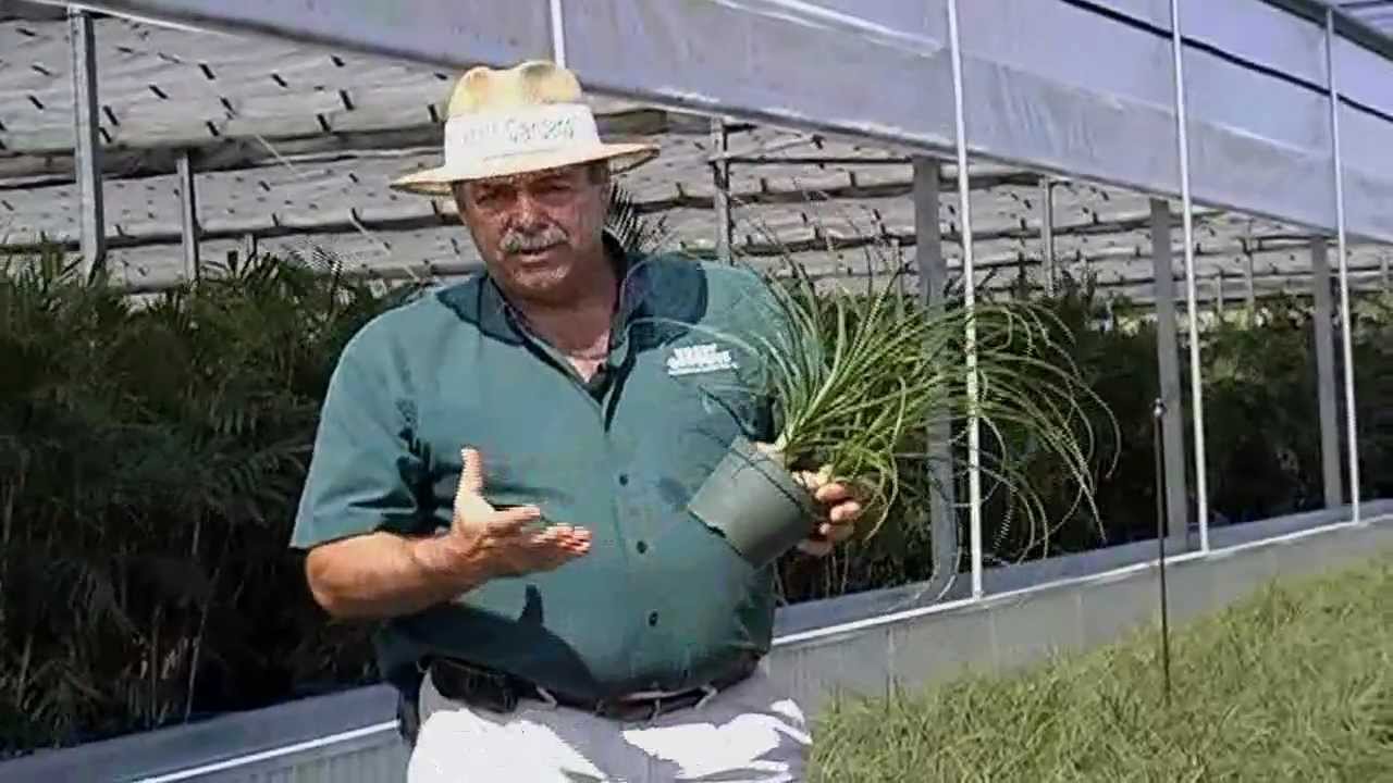 Ponytail Palm Care Instructions.avi