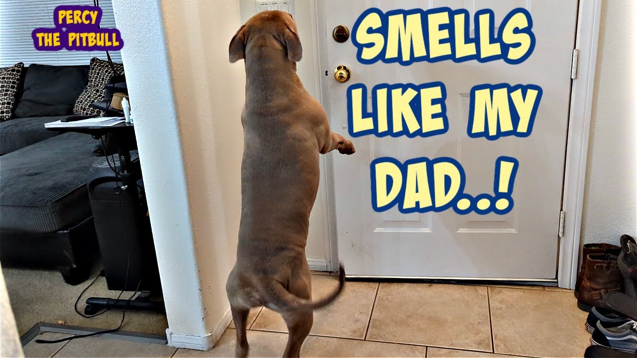 Pitbull Goes Crazy When His Dad Gets Home After Being Gone Months For Surgery!!