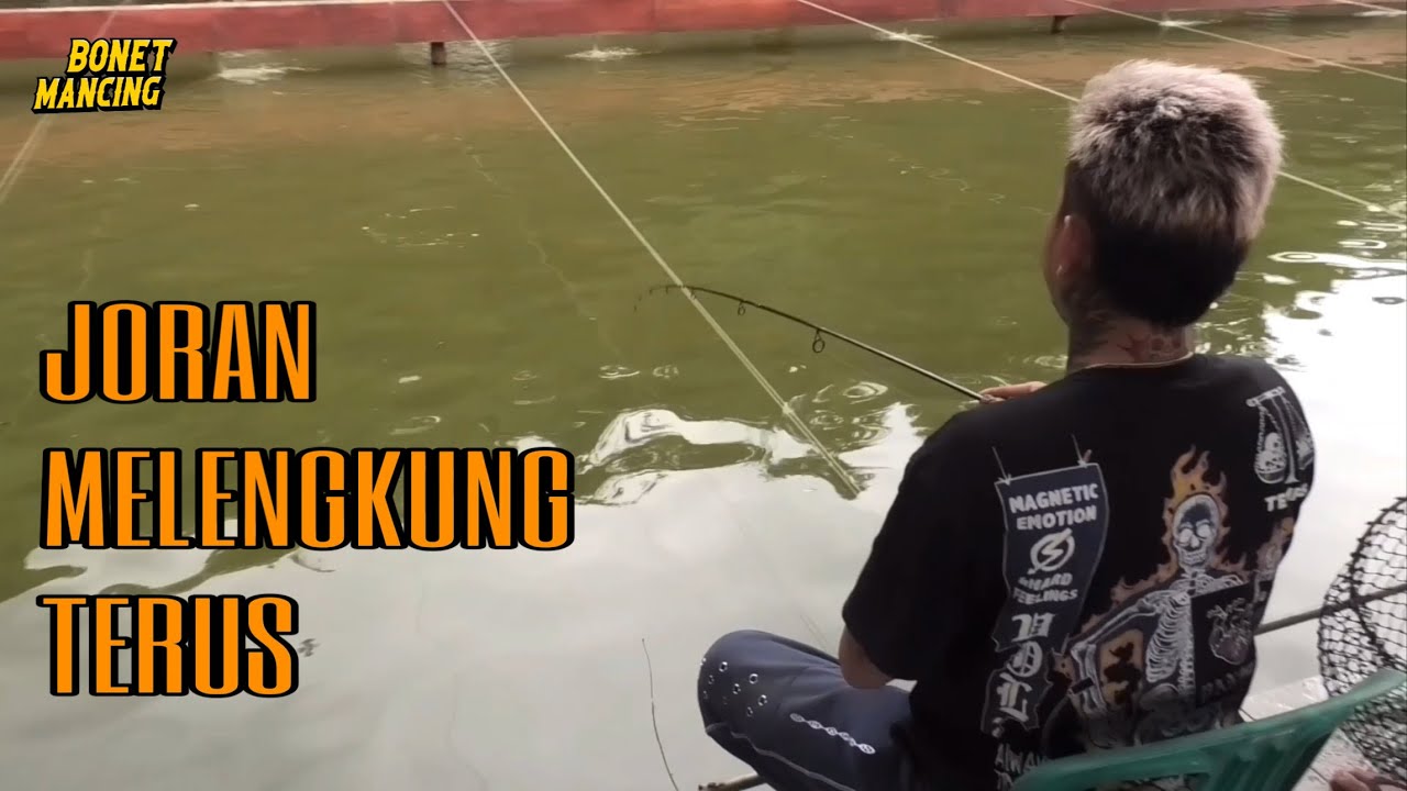Umpan Dadakan Untuk Mancing Indukan Ikan Mas