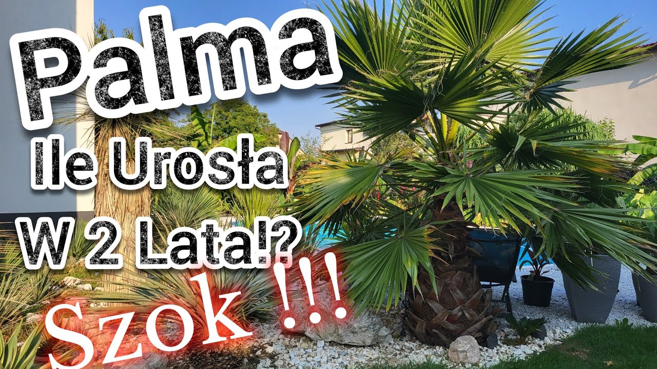 Palma Waszyngtonia Ile Urosła W Ciągu 2 Lat ?! Szok !