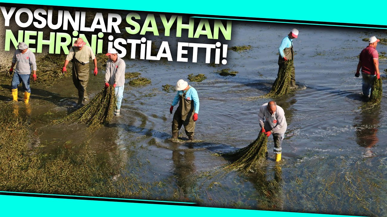 Seyhan Nehri&rsquo;nde Yosun Temizleme Seferberliği