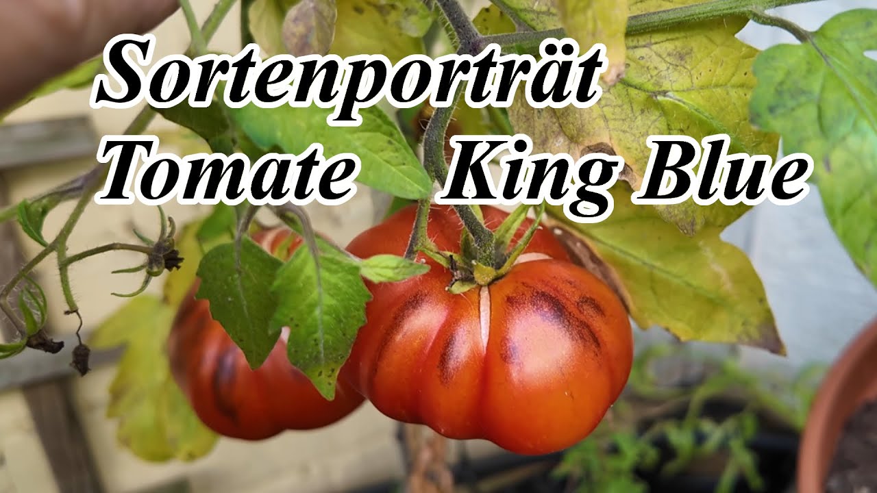 Sortenvorstellung Tomate King Blue | TomatenTipp