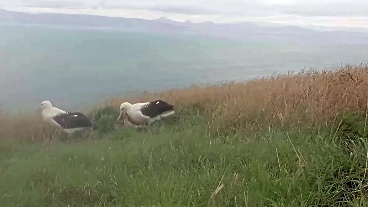 Royal Albatross~A fast Parent change! Dad immediately feeds his chick~ 12:58 PM 2026/01/29
