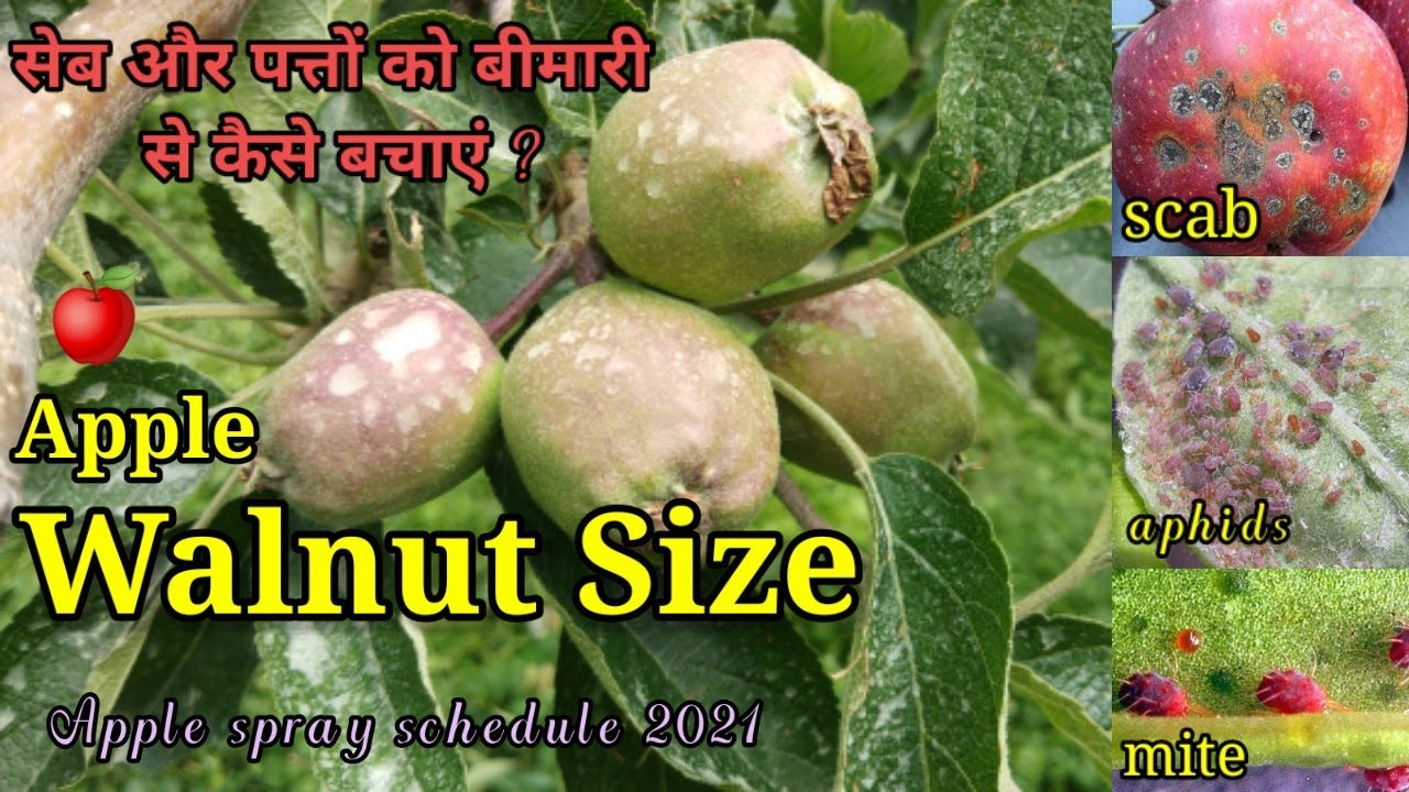 Walnut size spray/ अखरोट के आकार पर कौन सी स्प्रे करें?/ Apple Spray schedule 2022/ mite apple spray