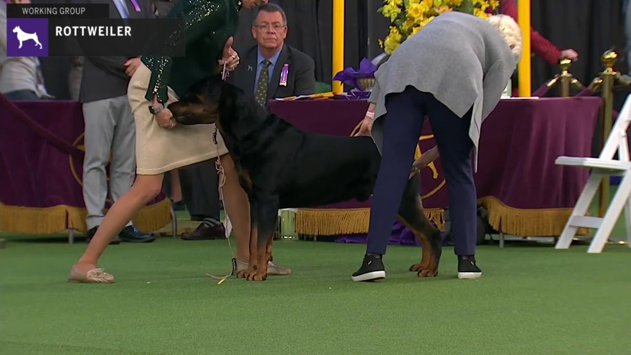 Rottweilers | Breed Judging 2020