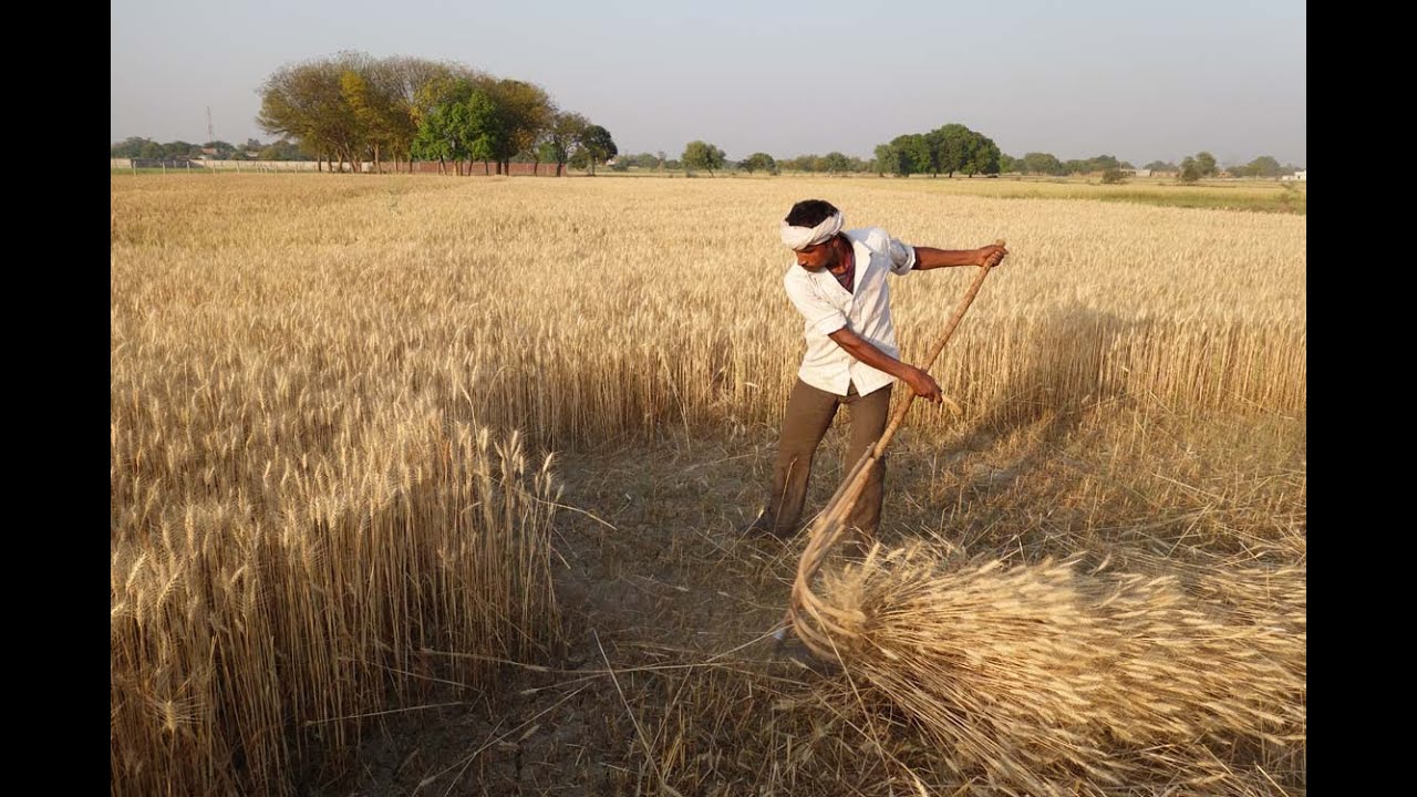 Scythe Project in India 2016 -- गेहूं की कटाई - गेहूं काटने की मशीन
