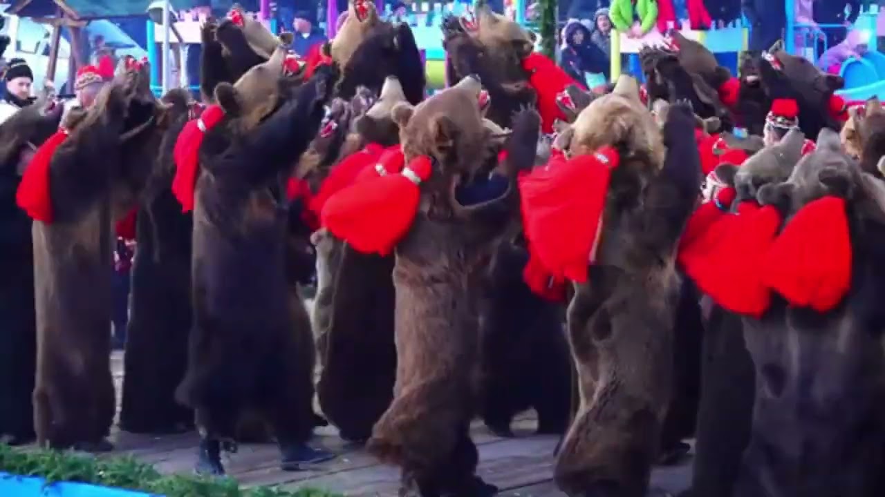 Ursul din Laloaia la Festival din Comanesti 2024