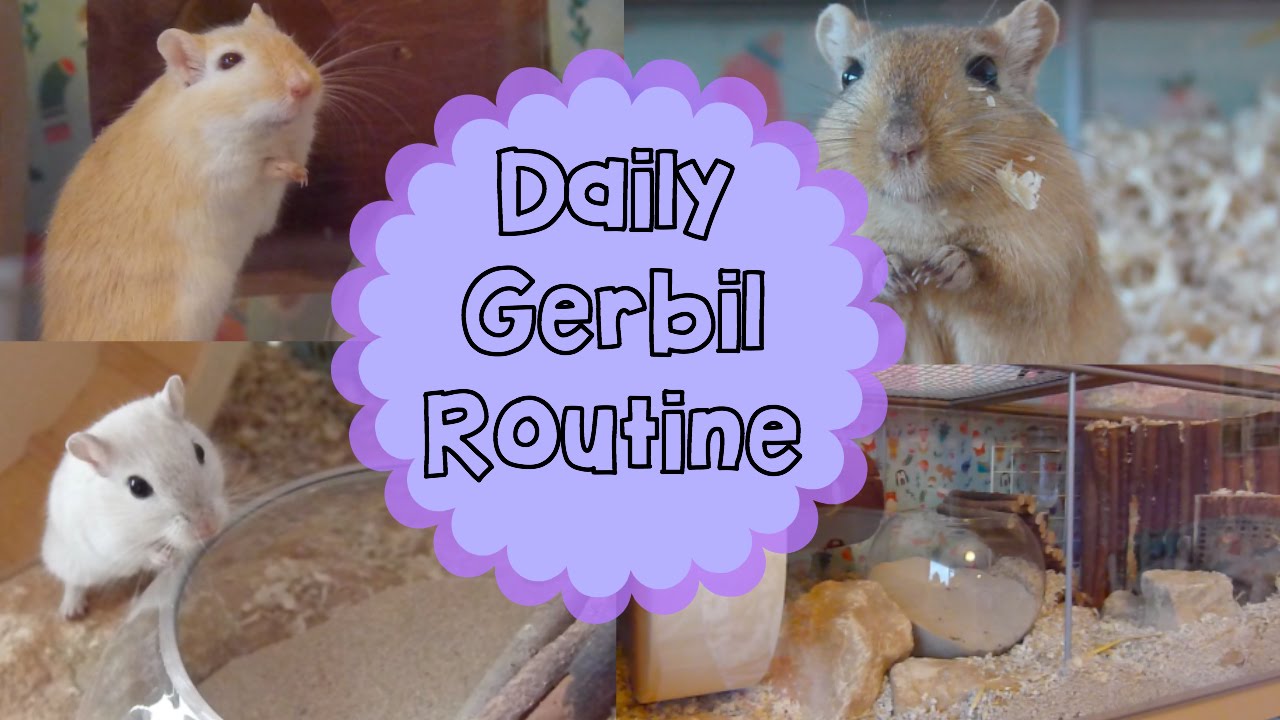 Daily Gerbil Routine | December 2014