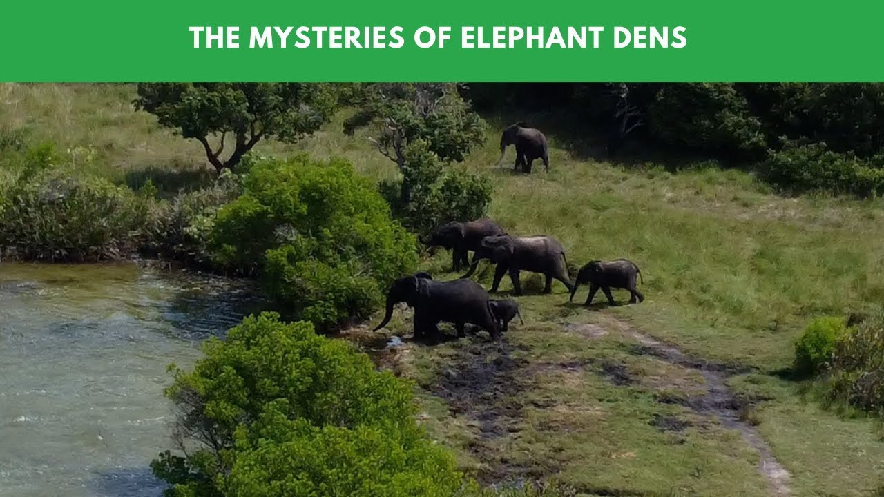 The Mysteries of Elephant Dens