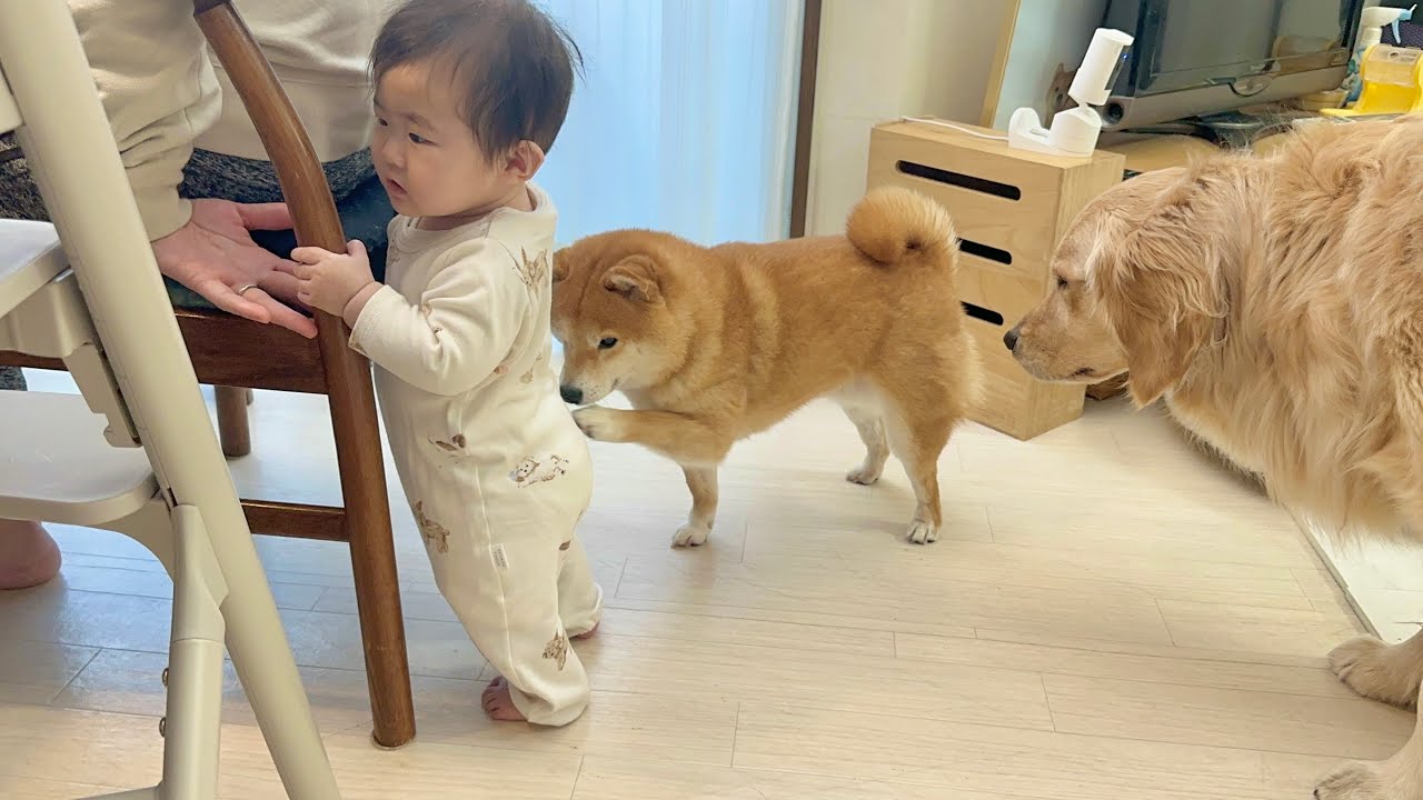 危険を察知すると必死に阻止しようとする豆柴がすごすぎました...