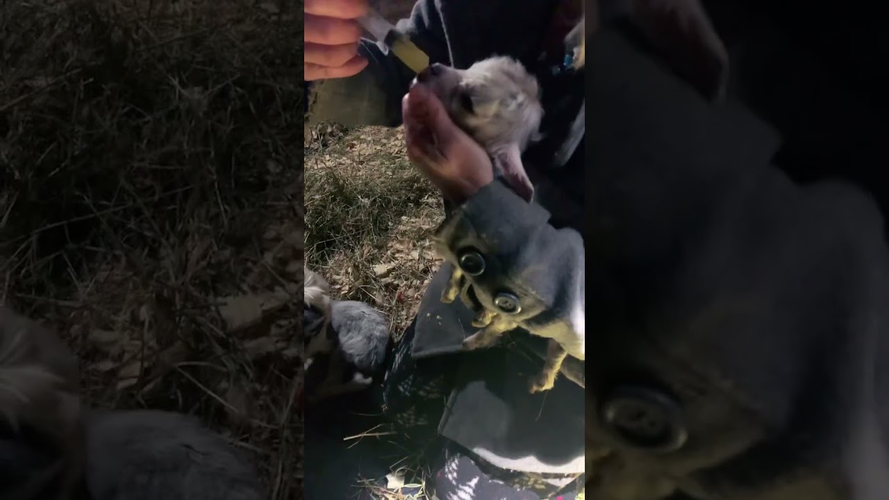 😢 Premature Baby🐐 #goat #animals #shorts