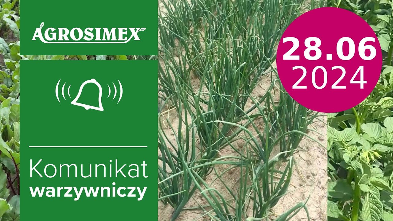 Miedź systemiczna i srebro koloidalne w ochronie fungicydowej warzyw-komunikat warzywniczy|Agrosimex