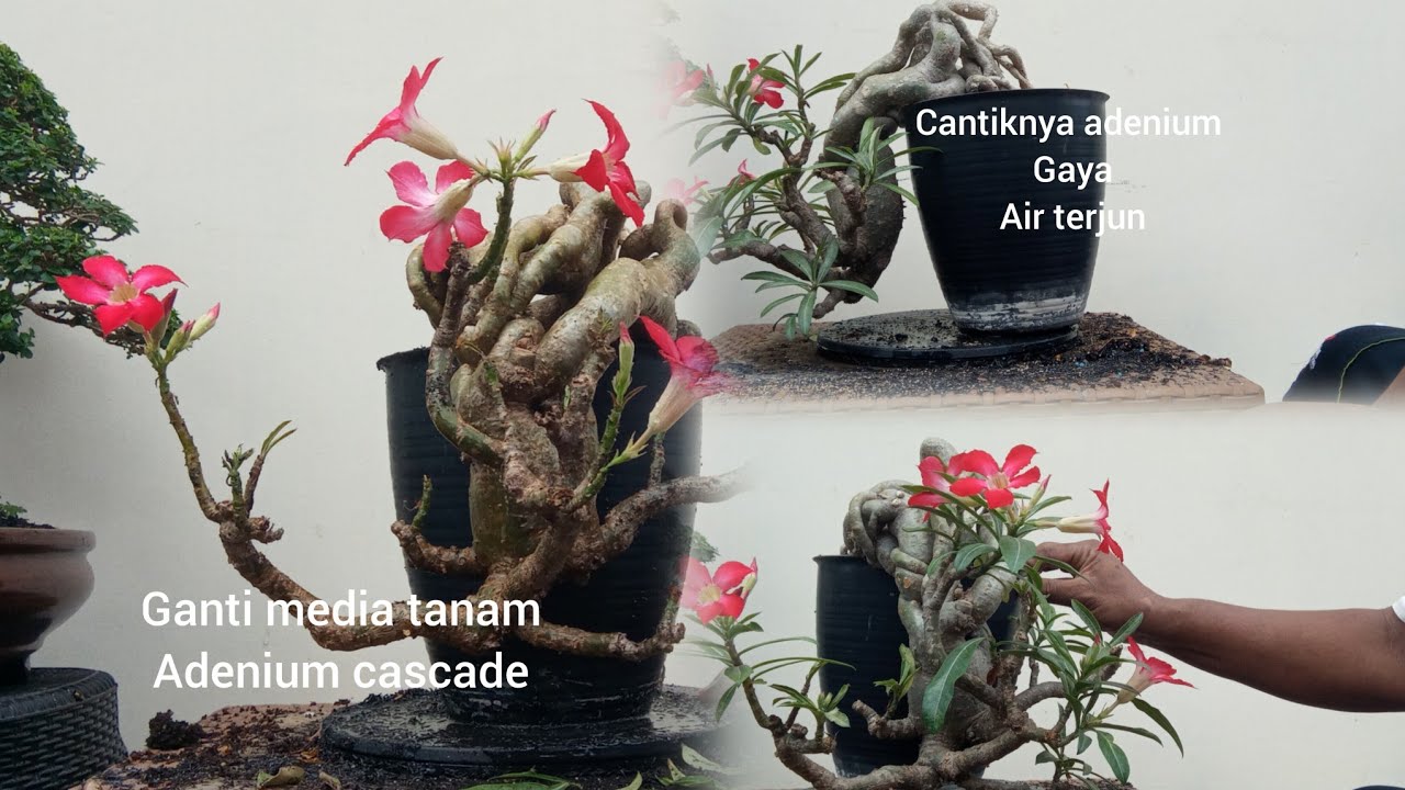 Adenium air terjun saat ganti media tanam