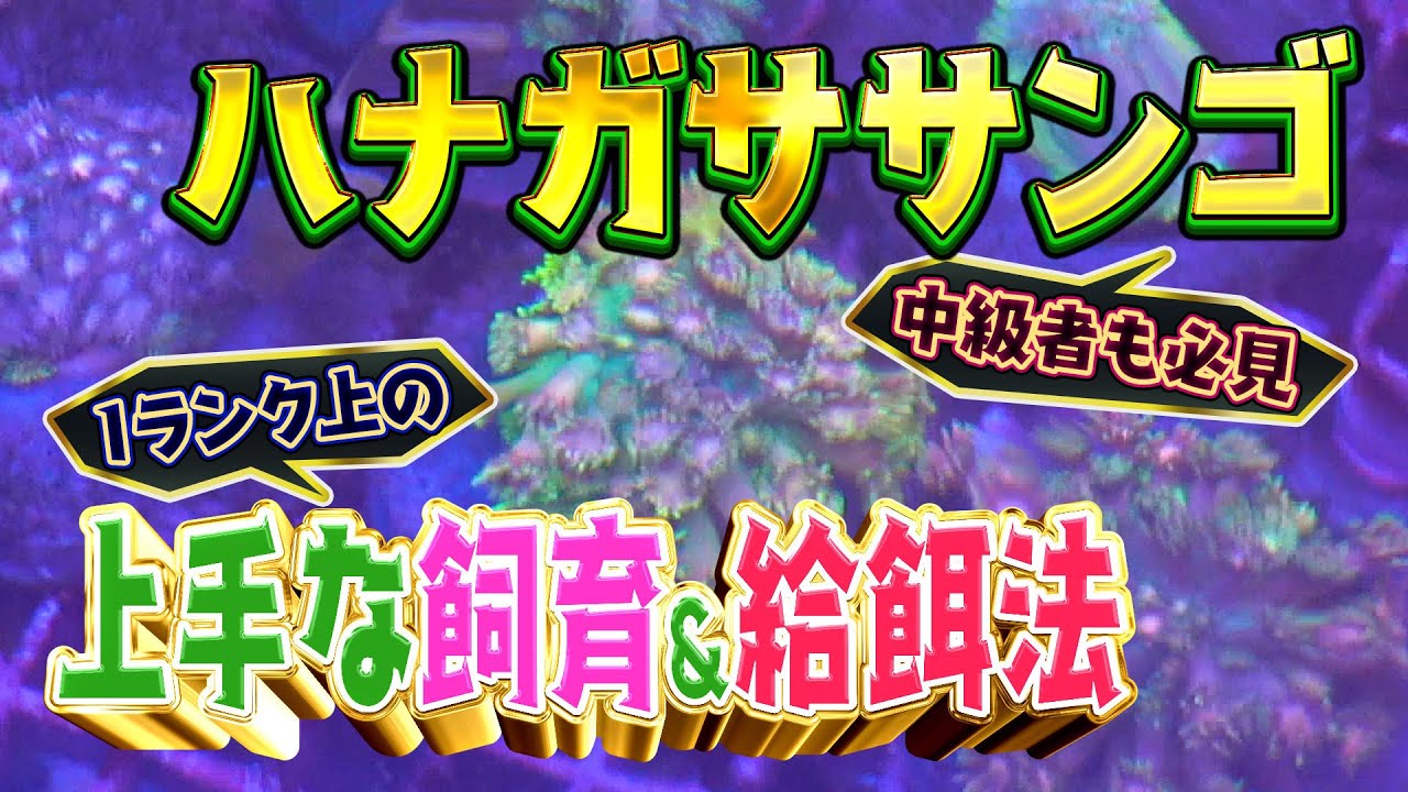 大人気ハナガササンゴを上手に飼う方法&鉄則【2025年6月号 Vol.3】