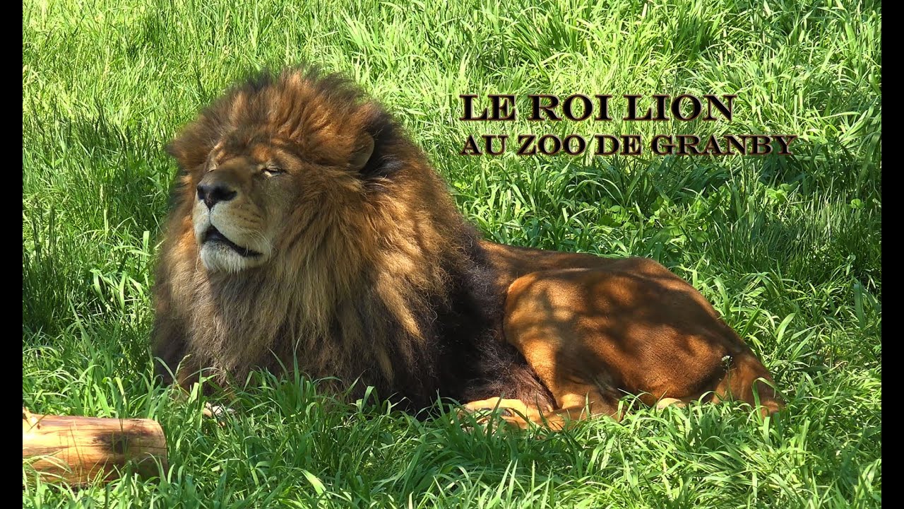 ZOO DE GRANBY, &Agrave; VOIR, EN 4K