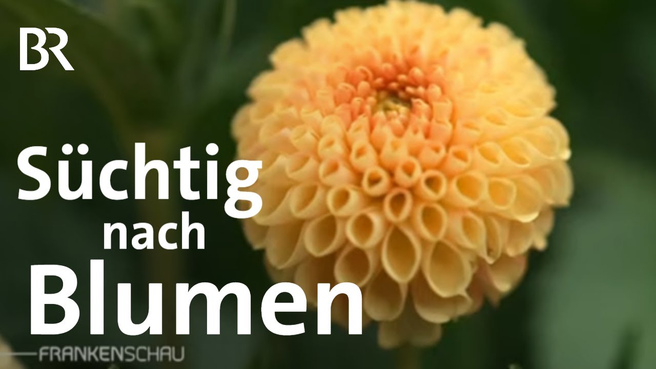 Regional, saisonal, nachhaltig: Schnittblumen vom Feld | Slowflower | Frankenschau | BR