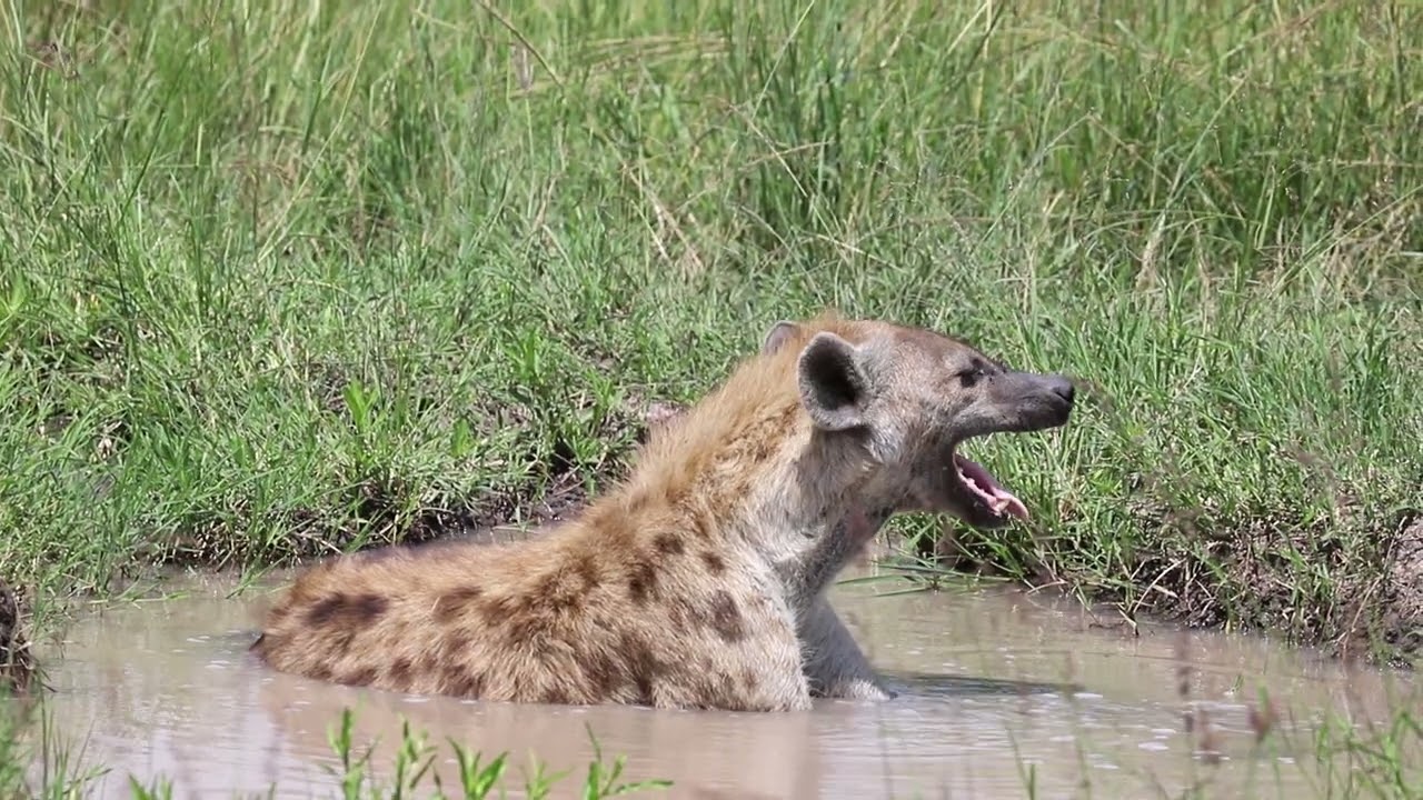 HYENA SWIMMING IN A MUDDY POOL