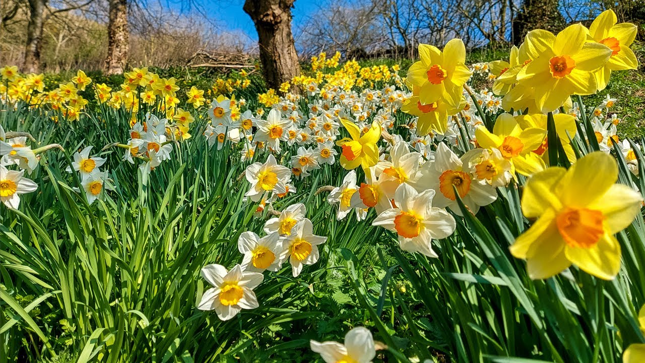 Soothing Birdsong - Dancing Daffodils - Nature Sounds in the English Countryside - 4 Hours