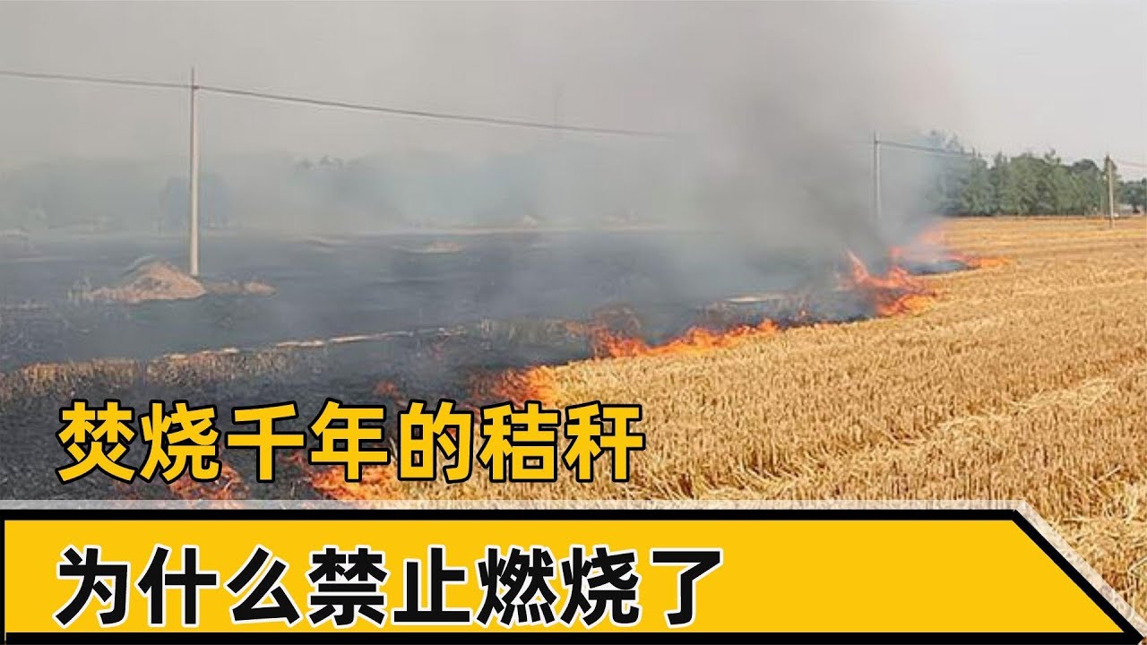 焚烧千年的秸秆，为什么禁止燃烧了，秸秆焚烧究竟是利大还是弊大