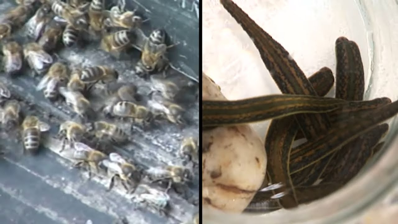 Ces animaux qui soignent