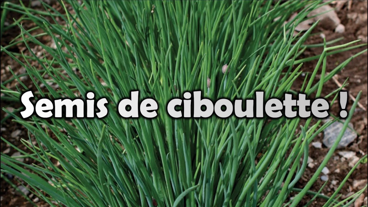 Québec | CIBOULETTE | Mes MEILLEURS conseils, SIMPLE et FACILE pour bien réussir ses semis | et plus