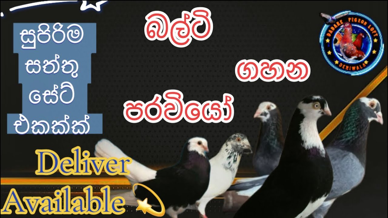 බල්ට් පටවියේ             Hand roller pigeon 