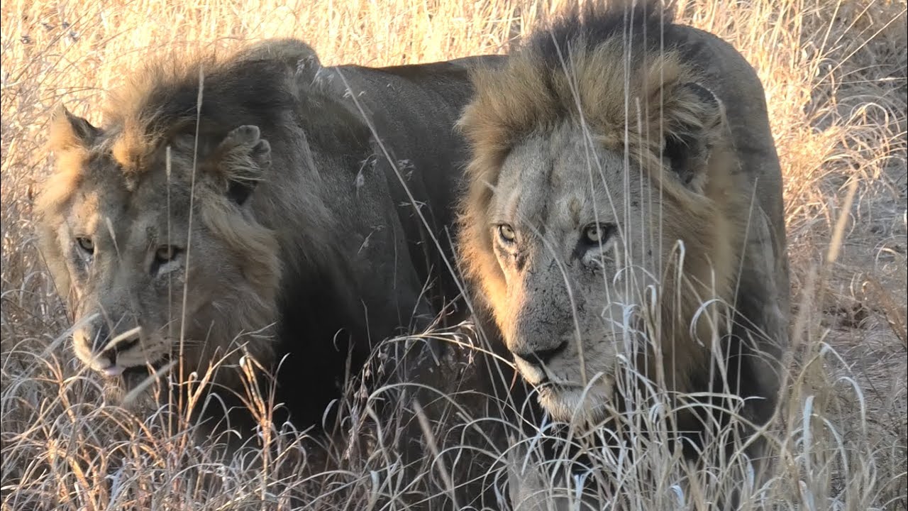 Big Five Safari in the Manyeleti, Greater Kruger (with bonus Cheetah)