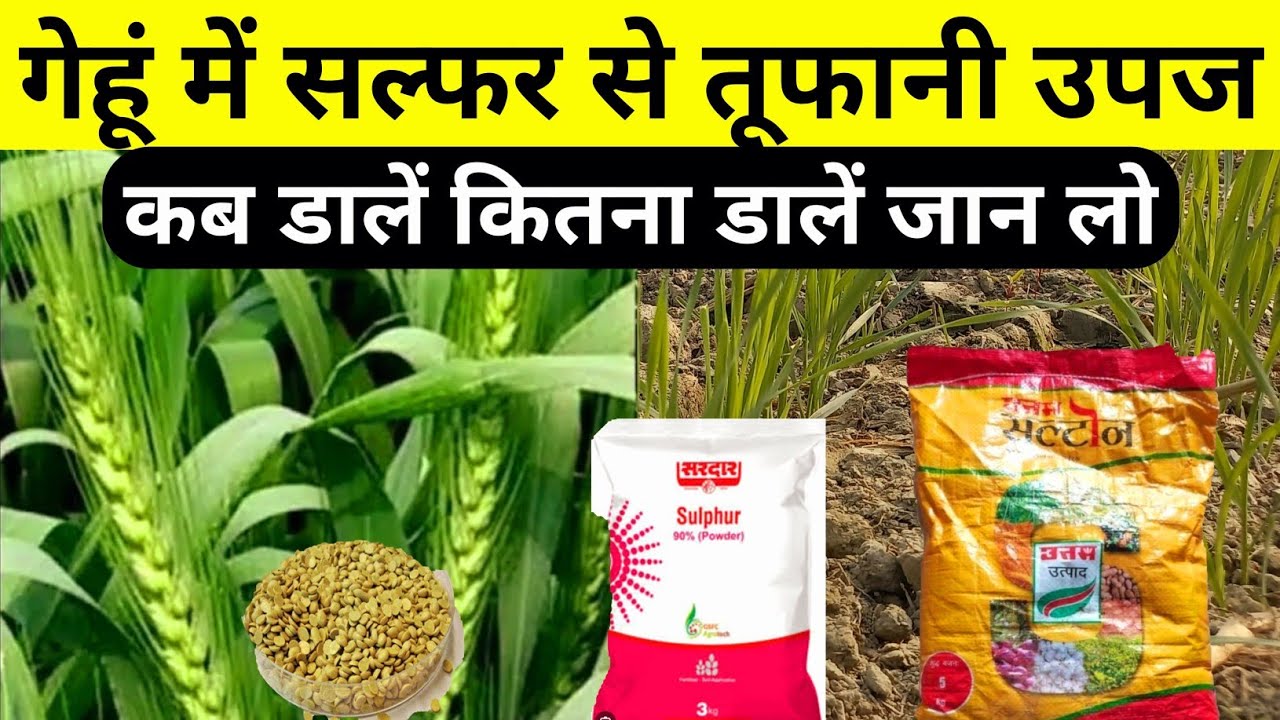 गेहूं में सल्फर कब और कितना डालें || गेहूं में सल्फर डालने के फायदे | wheat farming