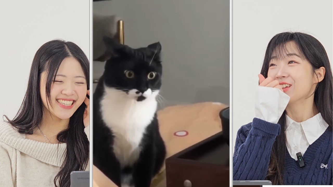 Koreans React to funny cat videos compilation 2  | CY