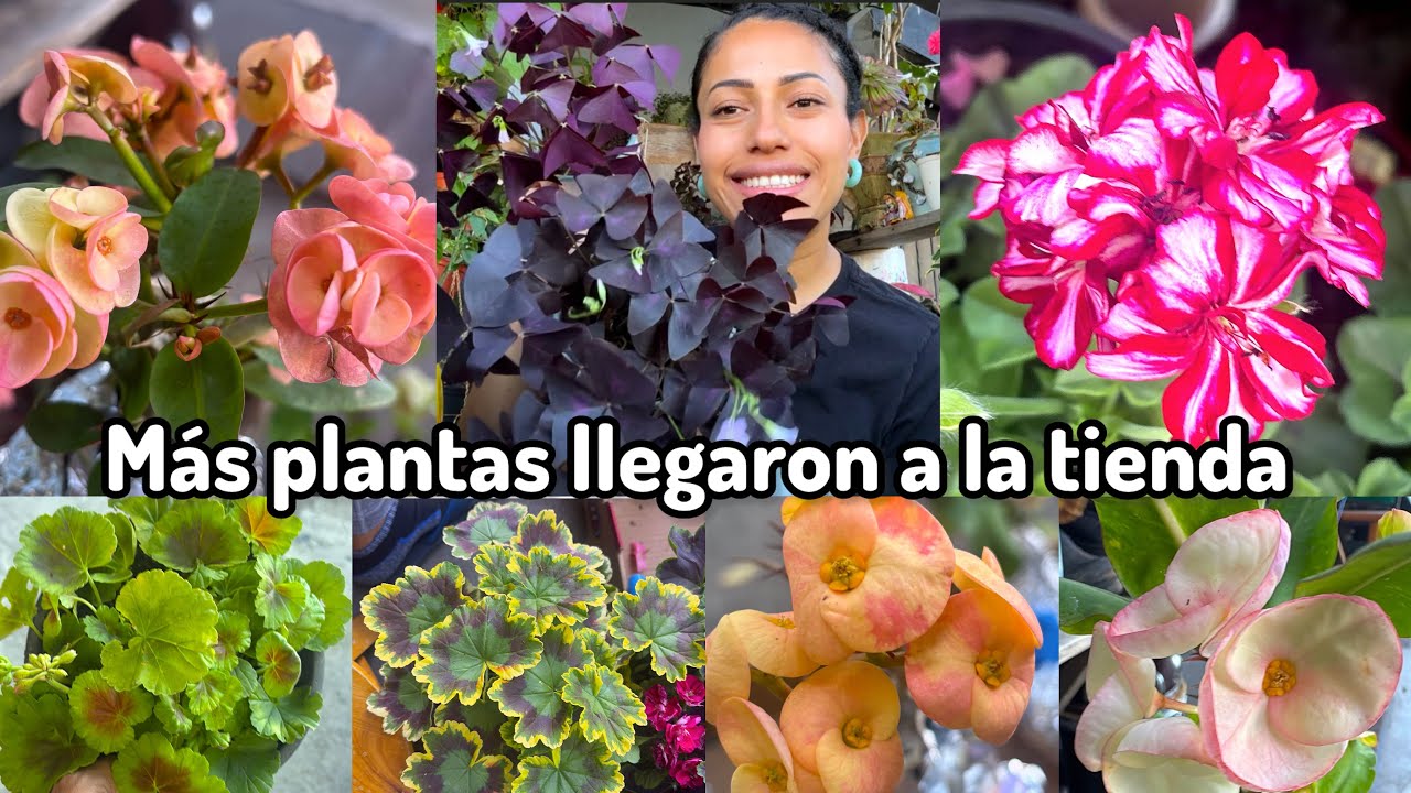 Muchas de estas plantas alegrarán sus corazones 💜 