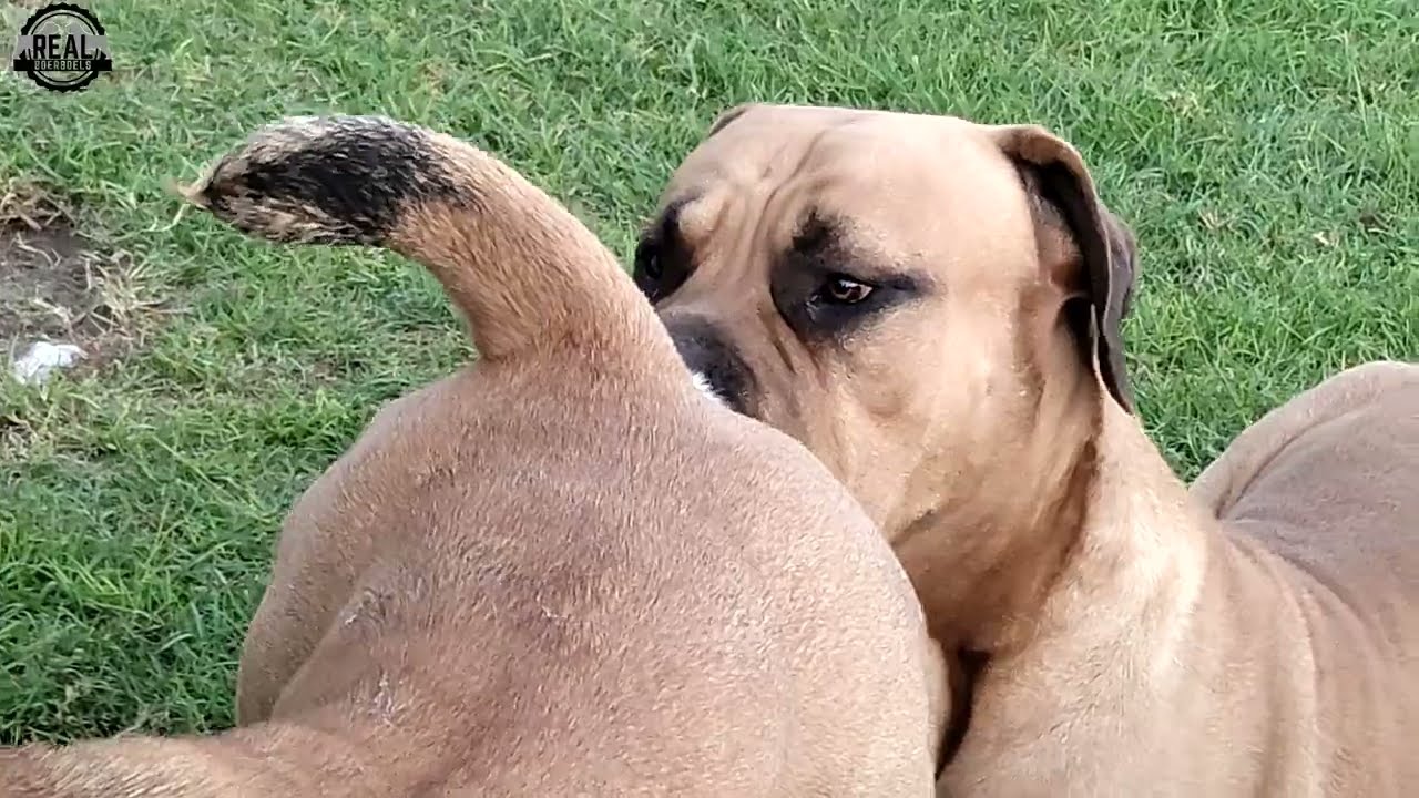 Real Boerboels - Male Dog Reacts to Female in Heat &ndash; Sniffing, Begging, and Excited Behavior