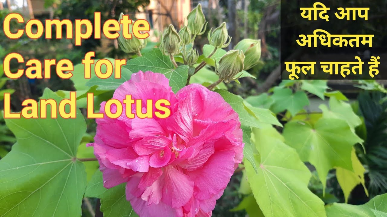 Complete Care for Land Lotus for maximum Flowering // Sthal Padda Care in Hindi // Sthal Kamal