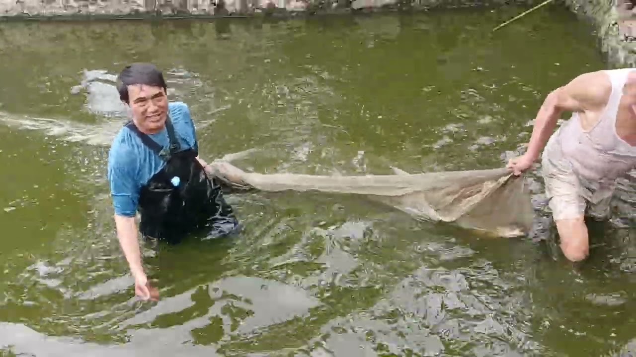 Đánh cá tết 2026