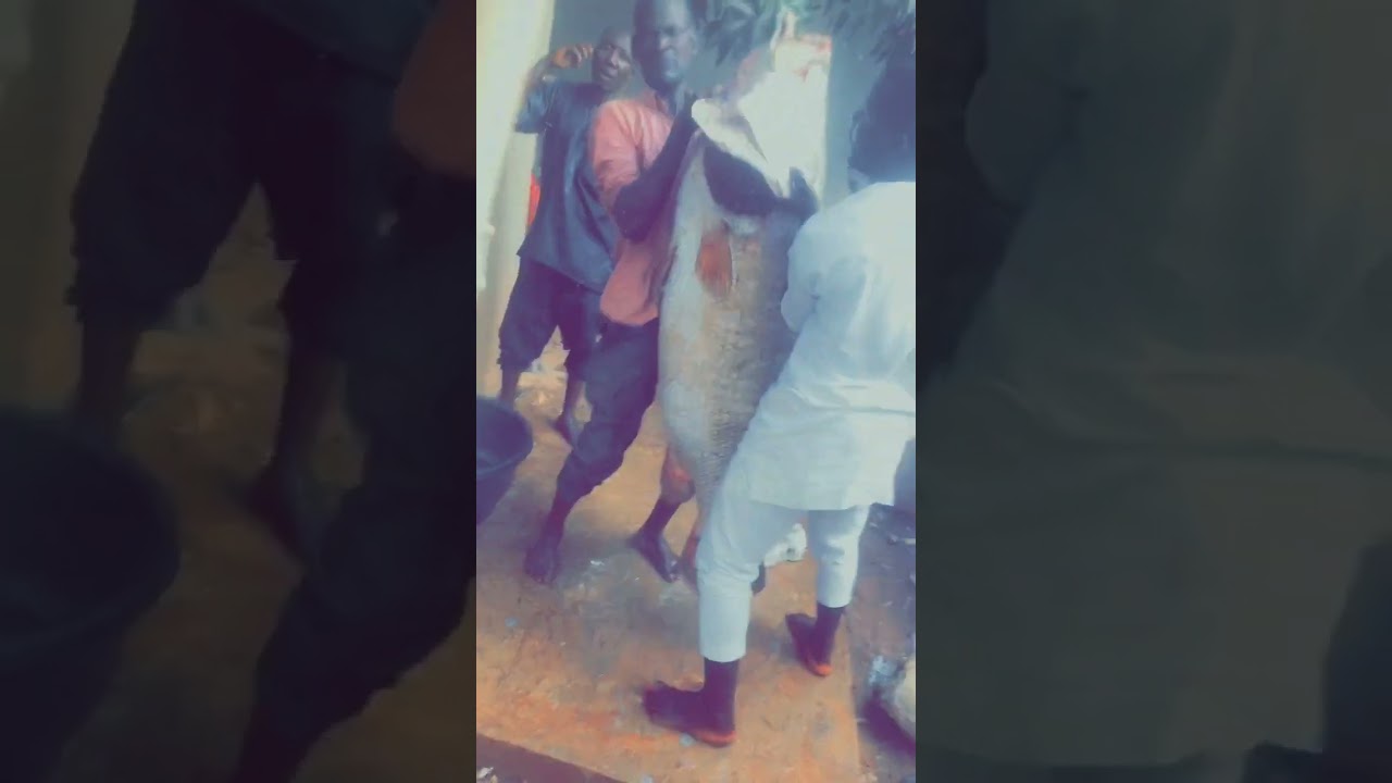 Argungu fish